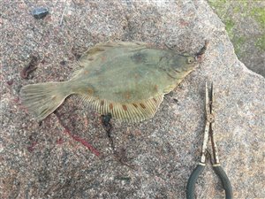 Rødspætte (Pleuronectes platessa) - Fanget d. 24. juli 2023. rødspættefiskeri, øresund, børsteorm, fladfisk, djursland, glat