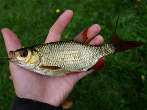 Rudskalle (Scardinius erythrophthalmus)  - Fanget d. 16. juni 2018.  rudskallefiskeri, fredfisk, majs, brød