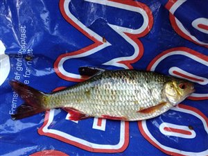 Rudskalle (Scardinius erythrophthalmus)  - Fanget d. 9. juni 2021.  rudskallefiskeri, fredfisk, majs, brød