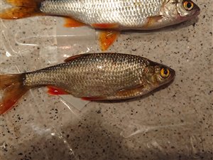 Rudskalle (Scardinius erythrophthalmus) - Fanget d. 27. december 2023. rudskallefiskeri, fredfisk, majs, brød