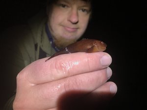 Særfinnet ringbug (Liparis montagui) - Fanget d. 6. marts 2021. ringbugfiskeri