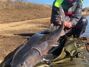 Sibirisk stør (Acipenser baerii) - Fanget d. 4. marts 2021. størfiskeri, put and take
