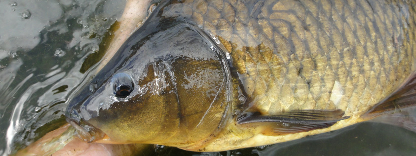 Fiskehybrider iblandt karpefisk: Karpe, karusse, sølvkarusse, brasen, skalle og rudskalle
