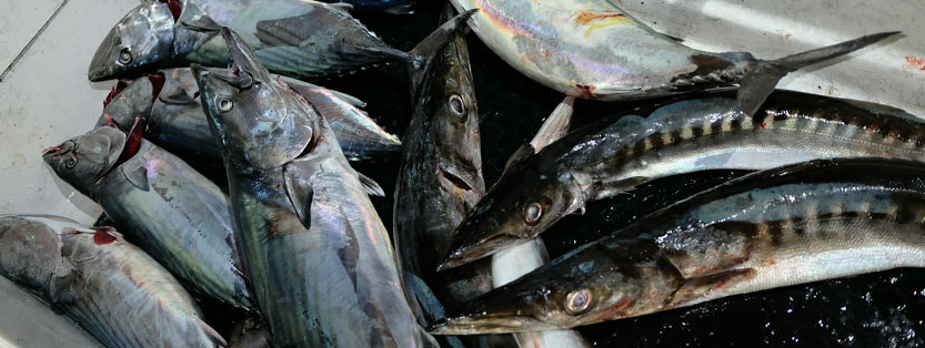 Lystfiskeri efter tun og barracuda på Gran Canaria 2018