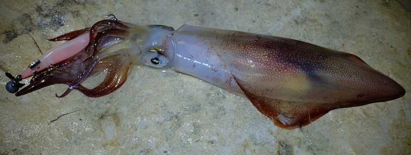 Lystfiskeri på Malta efter blæksprutter, multer og andet godt 2022
