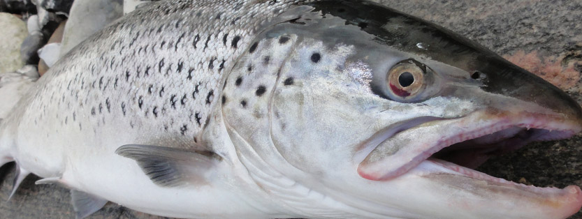 Mindstemål og fredningstider for danske fisk i ferskvand og saltvand