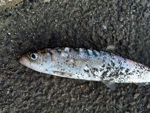 Sild (Clupea harengus)  - Fanget d. 25. juni 2020.  sildefiskeri, sildeforfang, høstsild, flue, røget sild, hvide sande