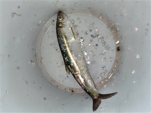 Sild (Clupea harengus) - Fanget d. 7. maj 2022. sildefiskeri, sildeforfang, høstsild, flue, røget sild, hvide sande
