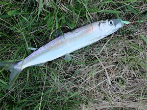 Sild (Clupea harengus) - Fanget d. 8. maj 2022. sildefiskeri, sildeforfang, høstsild, flue, røget sild, hvide sande