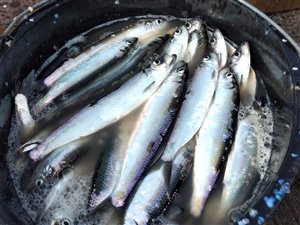 Sild (Clupea harengus) - Fanget d. 13. april 2022. sildefiskeri, sildeforfang, høstsild, flue, røget sild, hvide sande