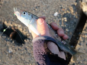 Sild (Clupea harengus) - Fanget d. 7. maj 2023. sildefiskeri, sildeforfang, høstsild, flue, røget sild, hvide sande