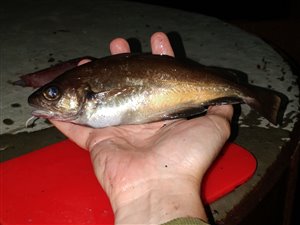 Skægtorsk (Trisopterus luscus) - Fanget d. 8. juli 2023. skægtorskfiskeri, torskefisk