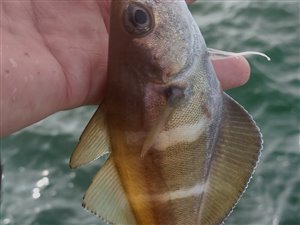 Skægtorsk (Trisopterus luscus) - Fanget d. 27. august 2023. skægtorskfiskeri, torskefisk