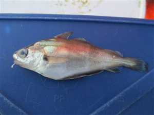 Skægtorsk (Trisopterus luscus) - Fanget d. 9. juli 2014. skægtorskfiskeri, torskefisk