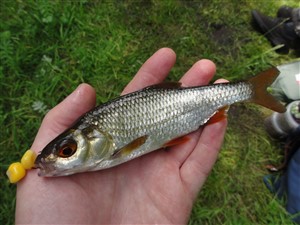 Skalle (Rutilus rutilus)  - Fanget d. 9. juli 2016.  skallefiskeri, sølv, regnorm, majs, brød, fredfisk