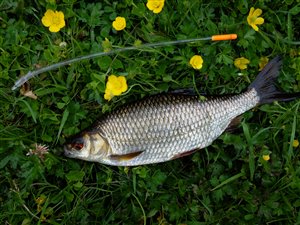Skalle (Rutilus rutilus)  - Fanget d. 16. juni 2018.  skallefiskeri, sølv, regnorm, majs, brød, fredfisk