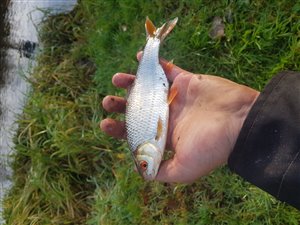 Skalle (Rutilus rutilus)  - Fanget d. 20. november 2019.  skallefiskeri, sølv, regnorm, majs, brød, fredfisk