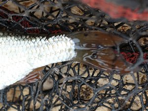 Skalle (Rutilus rutilus) - Fanget d. 16. maj 2022. skallefiskeri, sølv, regnorm, majs, brød, fredfisk
