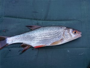 Skalle (Rutilus rutilus) - Fanget d. 27. december 2023. skallefiskeri, sølv, regnorm, majs, brød, fredfisk
