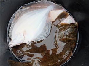 Skrubbe (Platichthys flesus) - Fanget d. 15. oktober 2023. skrubbefiskeri, fladfisk, børsteorm, sild, sandorm, sandigler, tobis