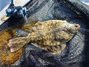 Skrubbe (Platichthys flesus) - Fanget d. 29. juni 2021. skrubbefiskeri, fladfisk, børsteorm, sild, sandorm, sandigler, tobis