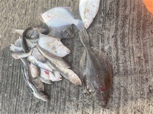 Skrubbe (Platichthys flesus) - Fanget d. 21. maj 2023. skrubbefiskeri, fladfisk, børsteorm, sild, sandorm, sandigler, tobis