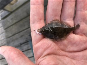 Skrubbe (Platichthys flesus) - Fanget d. 24. juni 2021. skrubbefiskeri, fladfisk, børsteorm, sild, sandorm, sandigler, tobis