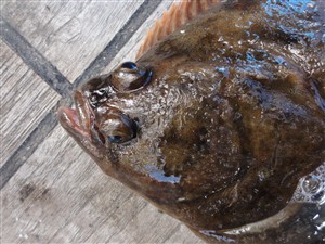 Skrubbe (Platichthys flesus)  - Fanget d. 26. september 2015.  skrubbefiskeri, fladfisk, børsteorm, sild, sandorm, sandigler, tobis
