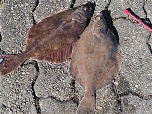 Skrubbe (Platichthys flesus) - Fanget d. 2. april 2023. skrubbefiskeri, fladfisk, børsteorm, sild, sandorm, sandigler, tobis