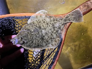Skrubbe (Platichthys flesus) - Fanget d. 27. marts 2024. skrubbefiskeri, fladfisk, børsteorm, sild, sandorm, sandigler, tobis