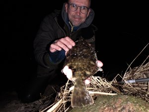 Skrubbe (Platichthys flesus) - Fanget d. 23. januar 2022. skrubbefiskeri, fladfisk, børsteorm, sild, sandorm, sandigler, tobis