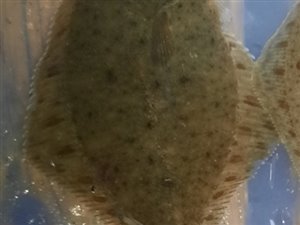 Skrubbe (Platichthys flesus) - Fanget d. 13. januar 2023. skrubbefiskeri, fladfisk, børsteorm, sild, sandorm, sandigler, tobis