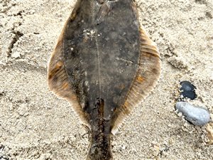 Skrubbe (Platichthys flesus) - Fanget d. 7. august 2023. skrubbefiskeri, fladfisk, børsteorm, sild, sandorm, sandigler, tobis