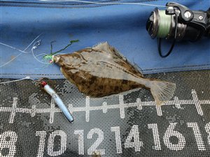 Skrubbe (Platichthys flesus) - Fanget d. 27. august 2021. skrubbefiskeri, fladfisk, børsteorm, sild, sandorm, sandigler, tobis