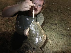 Slethvarre (Scophthalmus  rhombus) - Fanget d. 10. juli 2021. slethvarfiskeri, tobis, hornfisk, levende, trekrog, slethvar