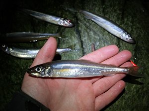 Agurkefisken smelt kom på artslisten - 9. januar 2021