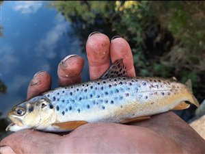 Søørred (Salmo trutta forma lacustris) - Fanget d. 12. oktober 2022. søørredfiskeri, blink, sø