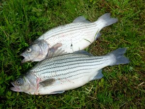 Solskinsbars (Morone chrysops x Morone saxatilis) - Fanget d. 22. juli 2022. solskinsbarsfiskeri sunshine bass fiskeri