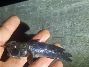 Sortkutling (Gobius niger) - Fanget d. 23. september 2022. sortkutlingefiskeri, sort, regnorm