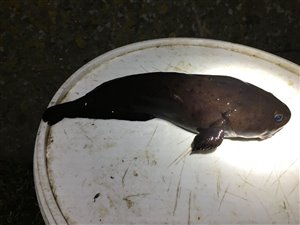Sortvels (Raniceps raninus) - Fanget d. 14. februar 2020. sortvelsfiskeri, haletusse, regnorm, mole, høfde