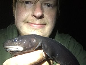 Sortvels (Raniceps raninus) - Fanget d. 30. maj 2020. sortvelsfiskeri, haletusse, regnorm, mole, høfde