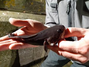 Sortvels (Raniceps raninus) - Fanget d. 7. februar 2020. sortvelsfiskeri, haletusse, regnorm, mole, høfde