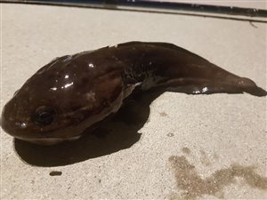 Sortvels (Raniceps raninus) - Fanget d. 1. august 2020. sortvelsfiskeri, haletusse, regnorm, mole, høfde