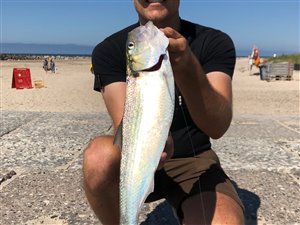 Stavsild (Alosa fallax) - Fanget d. 15. august 2020. stavsildefiskeri, majsild