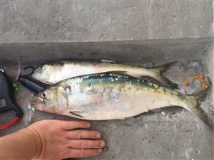 Stavsild (Alosa fallax) - Fanget d. 15. juni 2020. stavsildefiskeri, majsild
