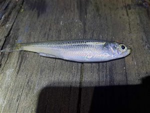Stribefisk (almindelig) (Atherina presbyter) - Fanget d. 12. august 2023. stribefiskefiskeri