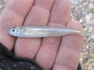 Stribefisk (almindelig) (Atherina presbyter) - Fanget d. 9. december 2017. stribefiskefiskeri