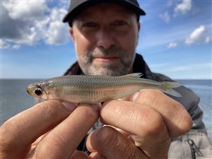 Stribefisk (almindelig) (Atherina presbyter) - Fanget d. 4. september 2022. stribefiskefiskeri
