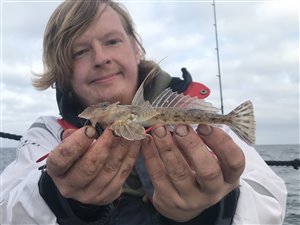 Stribet fløjfisk (Callionymus lyra) - Fanget d. 9. oktober 2021. fløjfiskfiskeri