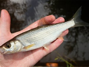 Strømskalle (Leuciscus leuciscus)  - Fanget d. 13. juli 2019.  strømskallefiskeri, vestjylland, regnorm, å